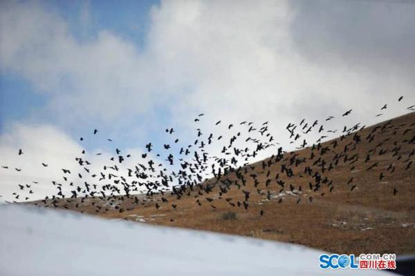 繽紛開學季 《小汪汪》才藝課堂開講啦