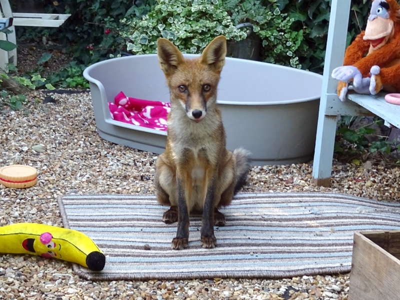 球隊三新援怎樣輪換？泰倫