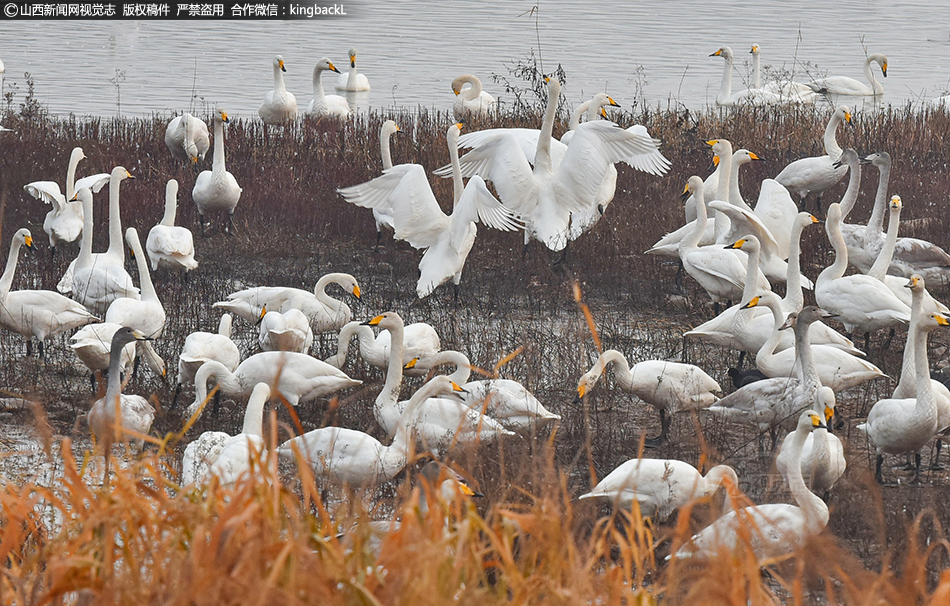 賽爾號無限世界4月20日敞開刪檔封測 敞開全新星球云霄星[多圖]