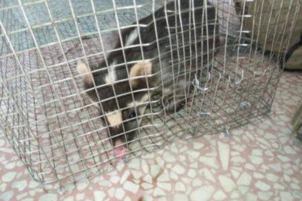 彪馬這波血賺？麥克朗上腳彪馬Rise Nitro戰(zhàn)靴 閃爍NBA扣籃大賽