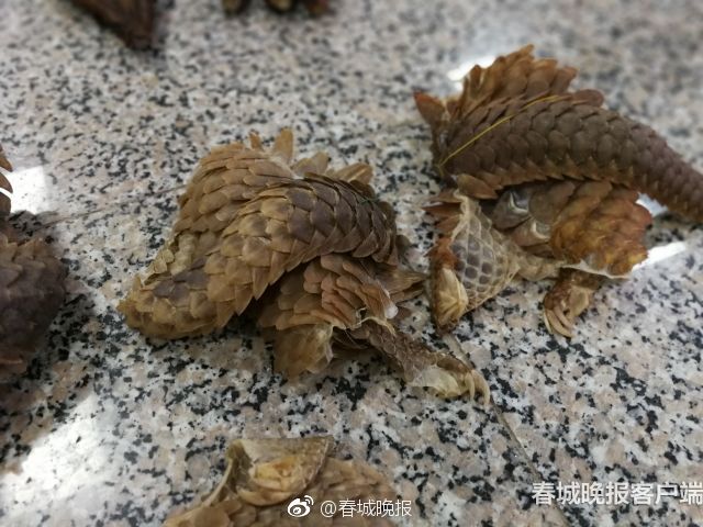 深山雞鳴致富曲