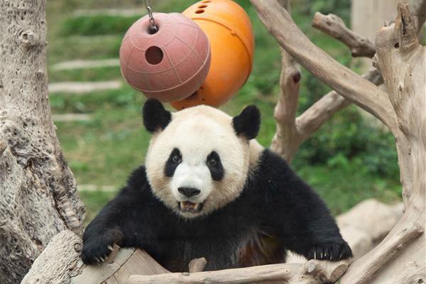 流行播放器怎么切換配音