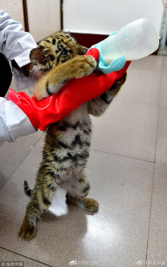 世紀(jì)天成維權(quán)《冒險(xiǎn)島》 起訴《冒險(xiǎn)王》