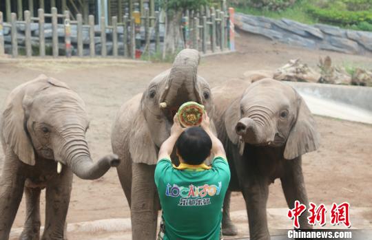 花中西施指的是誰(shuí) 花中西施是什么諢名螞蟻莊園[多圖]