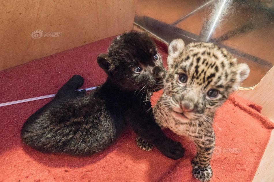 當(dāng)你又忙又累時(shí)，有必要要人世清醒