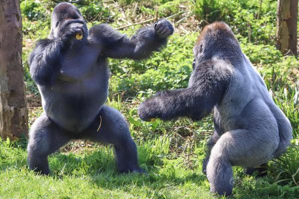 發(fā)力！小莫里斯拿到快船生涯首次20+