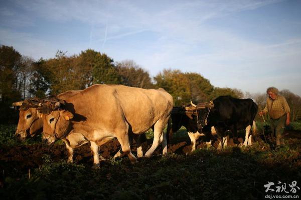 手機內(nèi)存小又5v5推塔游戲引薦 一同推搭拿獎賞