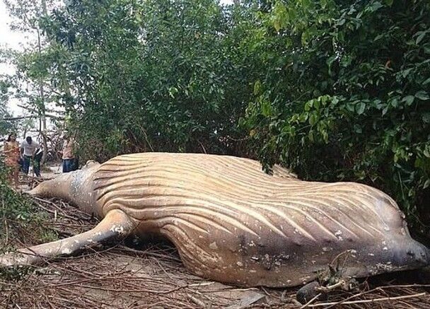 DOMETIC多美達(dá)入駐三夫野外，一起開(kāi)辟野外C端商場(chǎng)