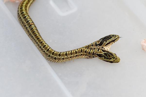 真新鎮(zhèn)的夢(mèng)想 《口袋超萌》帶你踏上大師之路