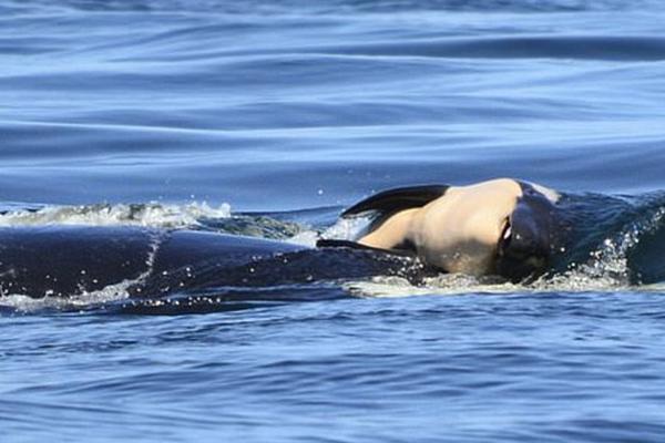 夠快云庫怎么對企業(yè)云庫文件夾的設(shè)置權(quán)限