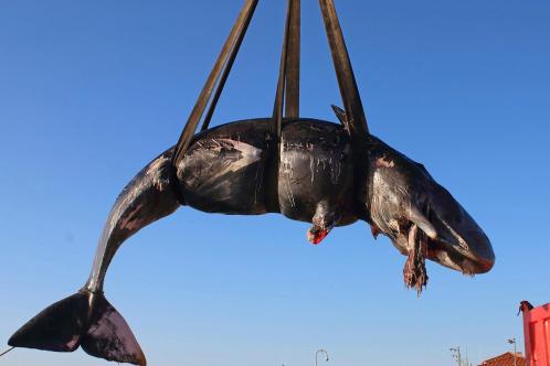 手機fps射擊手游引薦 大型3a射擊游戲