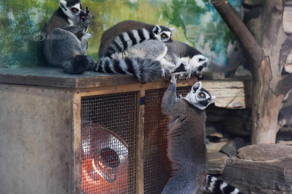 伊戈達(dá)拉第7次殺入總決賽 未替湖人與綠軍效能過的球員中最多！