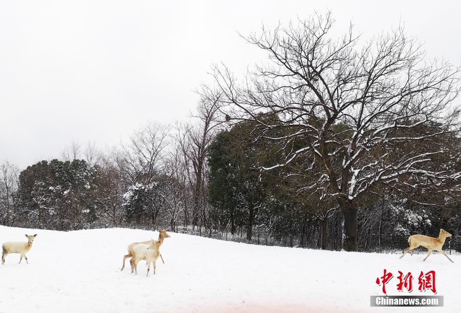 關(guān)于拜訪網(wǎng)上鄰居毛病的專題
