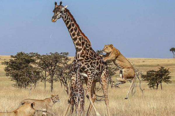 伍德：出現(xiàn)了一些愚蠢的失誤