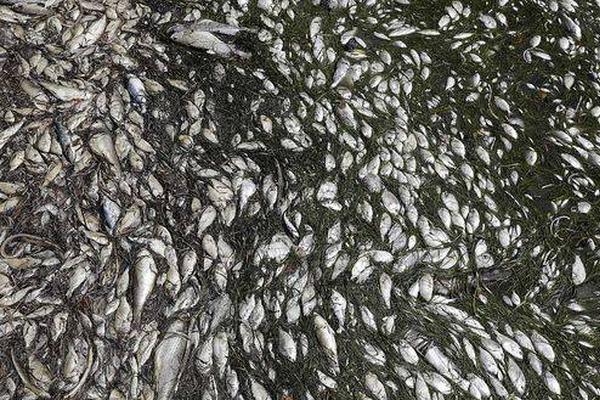 看不到網(wǎng)上鄰居