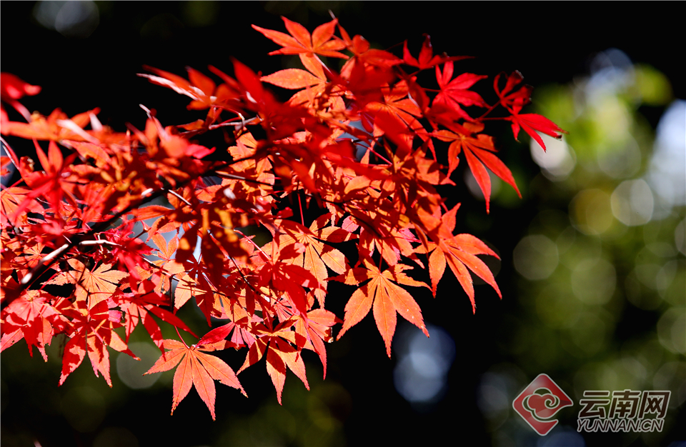 2022好玩的難度系數(shù)高的闖關(guān)手游引薦 高難度的動(dòng)作闖關(guān)