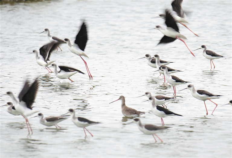 表現(xiàn)優(yōu)秀!普爾突入內線打進兩分