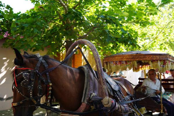 進化風(fēng)暴再升級 《達爾文進化島》今日公測開啟