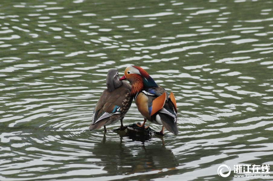 都市怪談懸疑戰(zhàn)略手游《異象回聲》首個(gè)PV曝光！