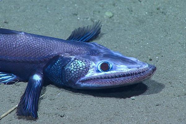 微軟聲稱Longhorn將兼容HD DVD技能