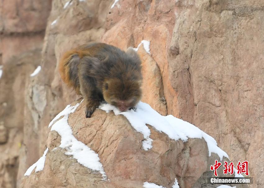 詹姆斯：米切爾就像06年的韋德