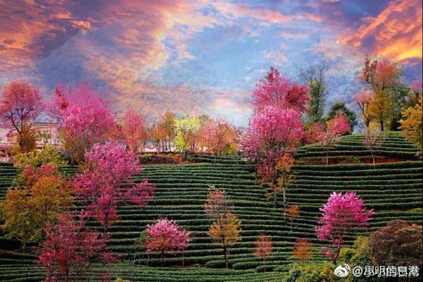 PDD成《長安夢想》首席御靈師 氪金神豪重回技能主播