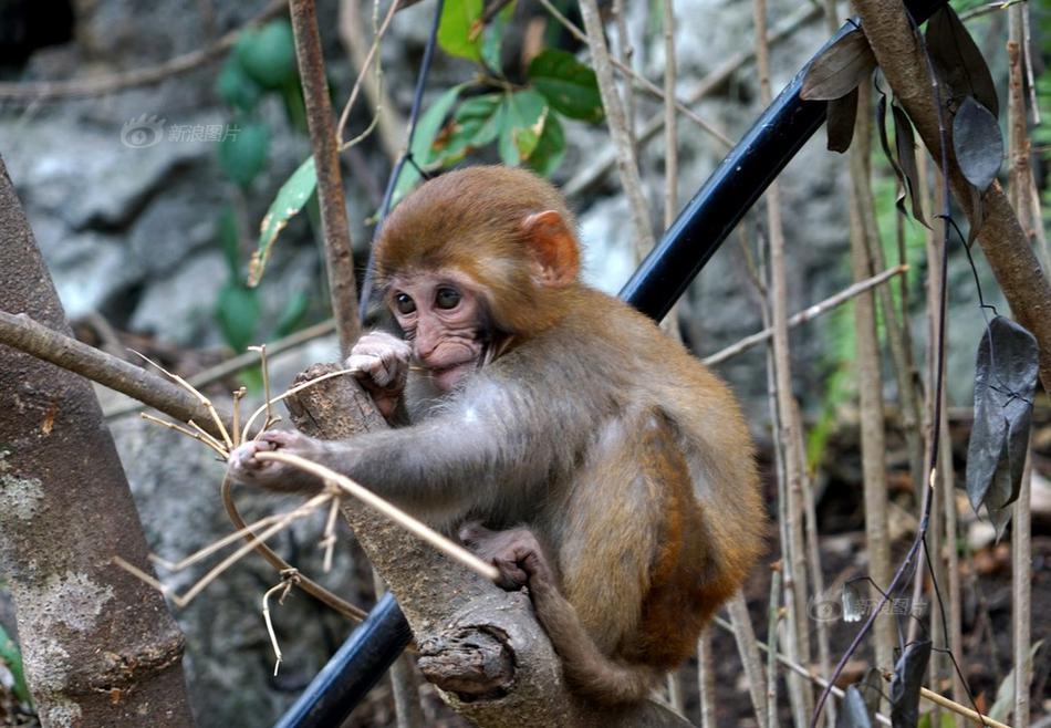 U盤發(fā)動(dòng)裝體系的操作方法 u盤發(fā)動(dòng)裝體系教程