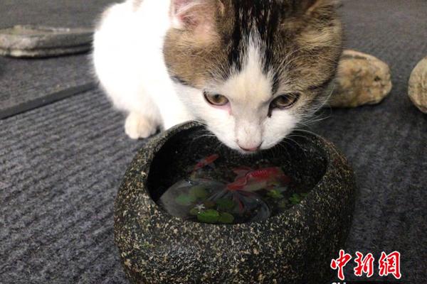 比爾：我讓隊(duì)友自己完結(jié)完結(jié)