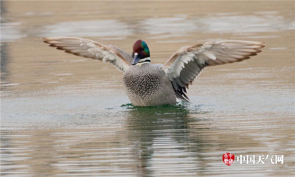 本賽季場均20+10+5僅有約字蘭薩4人 唯有小薩落選全明星