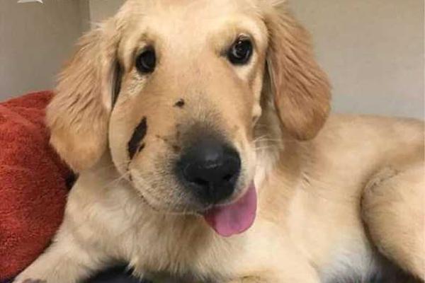 Toon Boom Harmony和Flash功能上的比較