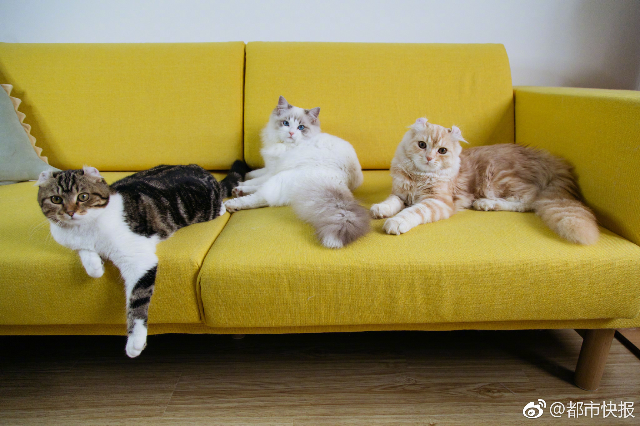 頂不??！今日的競賽太陽半場進攻功率121.3 而湖人僅為66.7