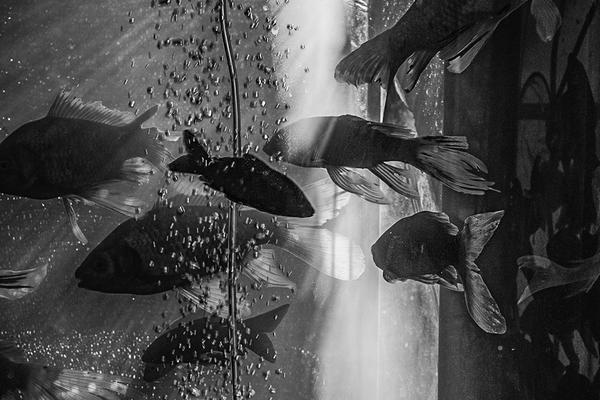 奧尼爾：霍華德地點(diǎn)球隊(duì)成果很一般 在T1聯(lián)賽怎樣這么離譜？