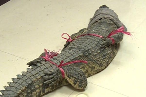 《消除物語》今日上線 唯美夢幻圓少女換裝夢