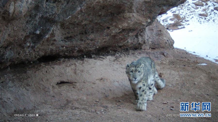 ZVolume Pro：體系音量安全操控