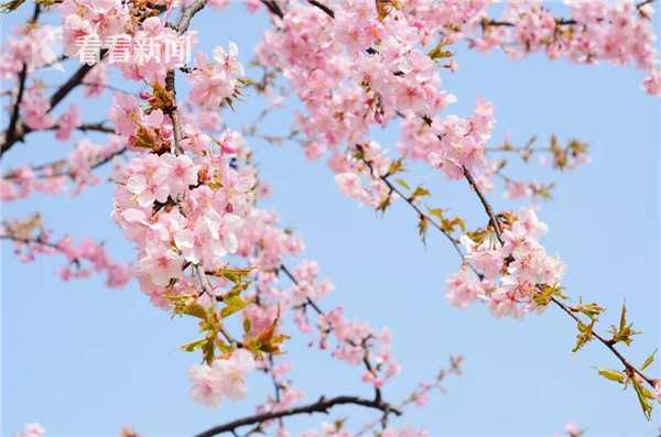 顯卡驅(qū)動(dòng)問(wèn)題驅(qū)動(dòng)人生來(lái)處理