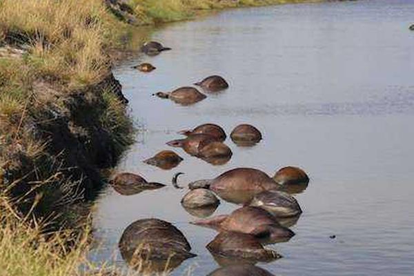 鮮韶光怎樣投屏 華數(shù)鮮韶光怎樣在電視上播映